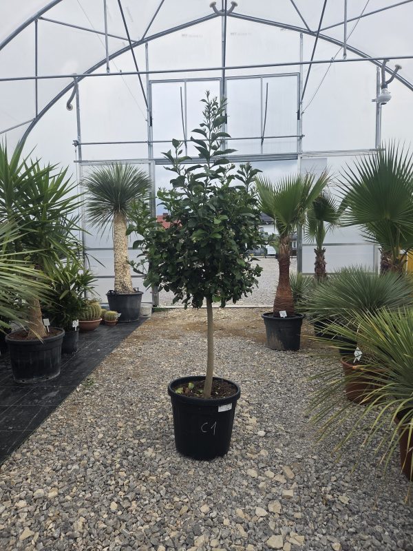 Drzewko Cytrynowe – Cytryna – Citrus Limon – 170 - 180 cm - obrazek 2