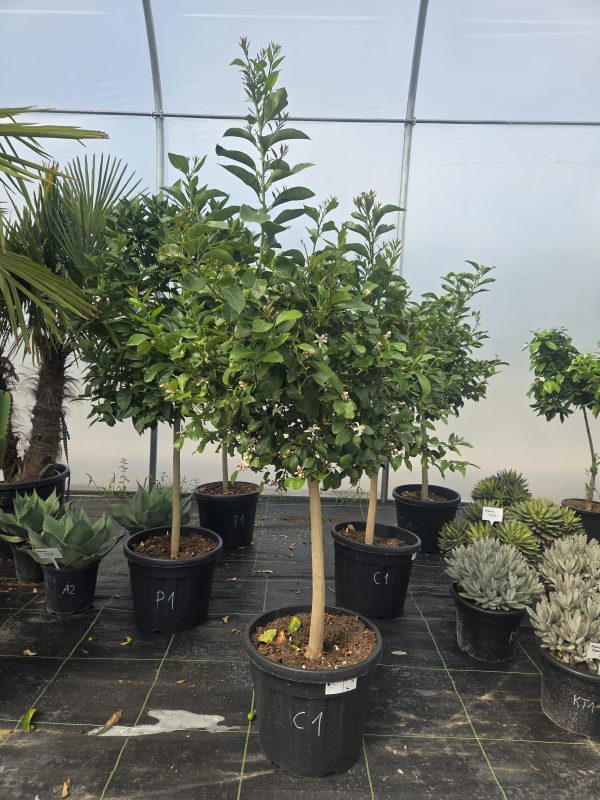 Drzewko Cytrynowe – Cytryna – Citrus Limon – 170 - 180 cm - obrazek 3