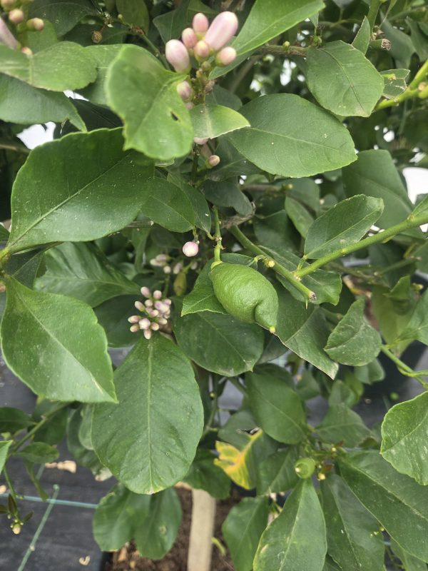 Drzewko Cytrynowe – Cytryna – Citrus Limon – 170 - 180 cm - obrazek 4