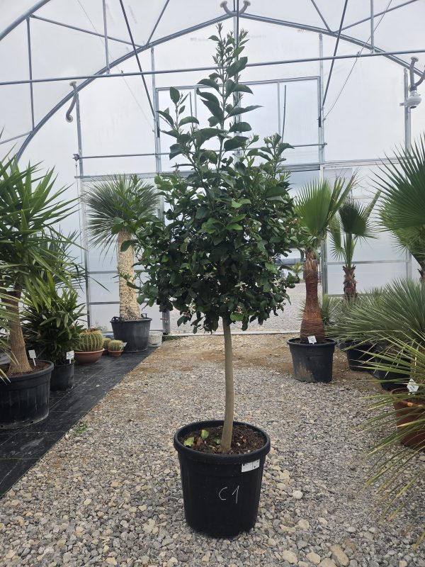 Drzewko Cytrynowe – Cytryna – Citrus Limon – 170 - 180 cm - obrazek 5