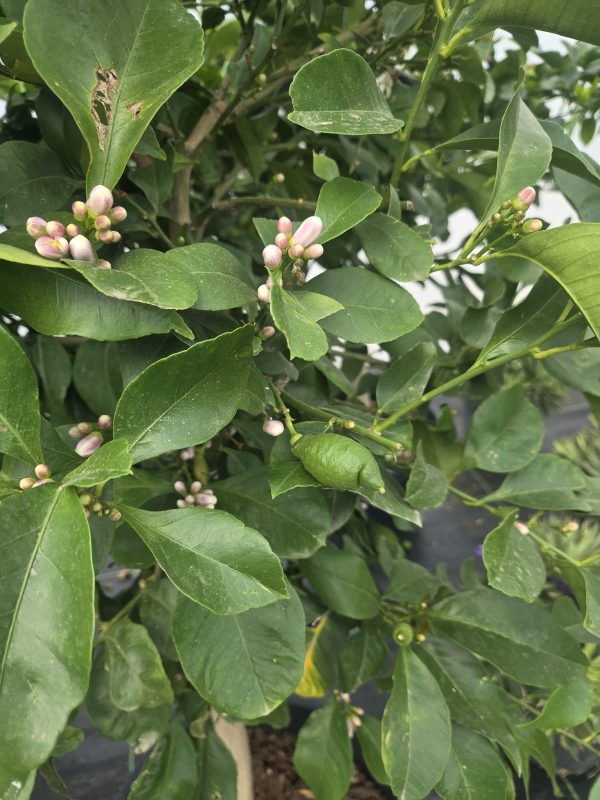 Drzewko Cytrynowe – Cytryna – Citrus Limon – 170 - 180 cm - obrazek 6