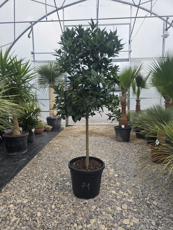 Drzewko Pomarańcza – Drzewko Cytrusowe – Citrus Sinensis ok. 180 -200 cm - obrazek 2