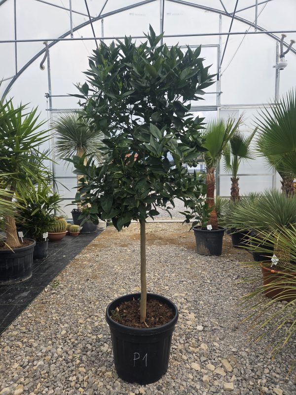Drzewko Pomarańcza – Drzewko Cytrusowe – Citrus Sinensis ok. 180 -200 cm