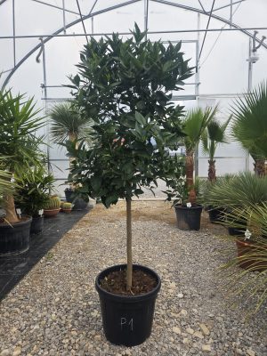 Drzewko Pomarańcza – Drzewko Cytrusowe – Citrus Sinensis ok. 180 -200 cm