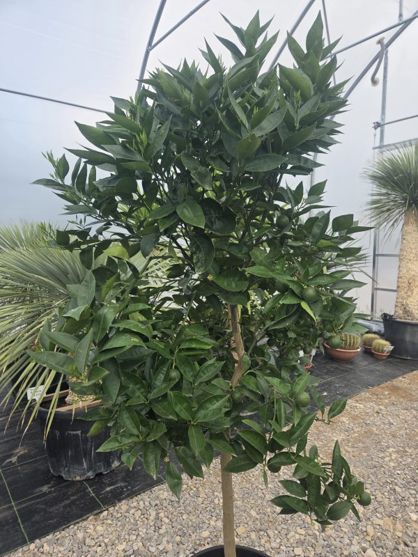 Drzewko Pomarańcza – Drzewko Cytrusowe – Citrus Sinensis ok. 180 -200 cm - obrazek 3