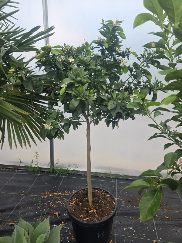 Drzewko Pomarańcza – Drzewko Cytrusowe – Citrus Sinensis ok. 180 -200 cm - obrazek 4