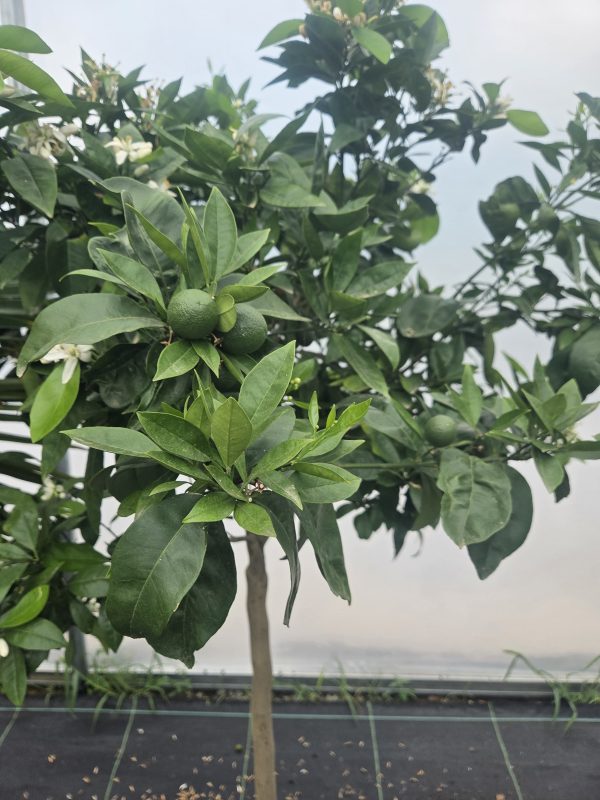 Drzewko Pomarańcza – Drzewko Cytrusowe – Citrus Sinensis ok. 180 -200 cm - obrazek 6