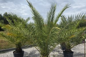 Phoenix canariensis – Daktylowiec kanaryjski  ok. 230 - 260 cm