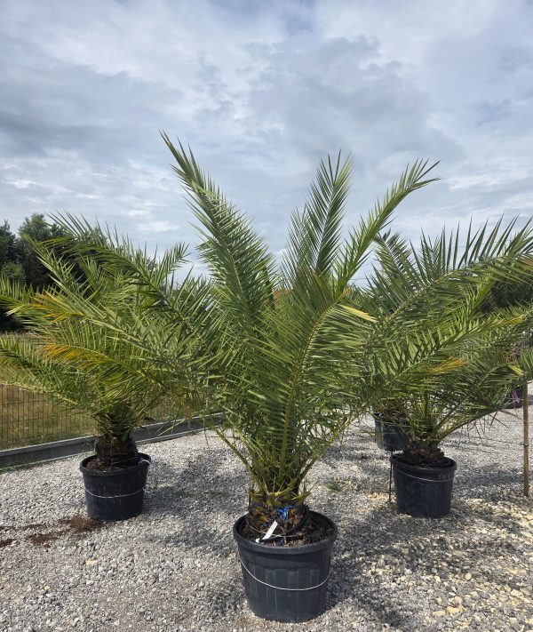 Phoenix canariensis – Daktylowiec kanaryjski  ok. 230 - 260 cm