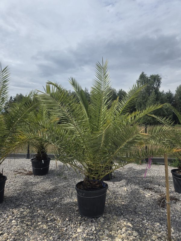 Phoenix canariensis – Daktylowiec kanaryjski  ok. 230 - 260 cm - obrazek 2
