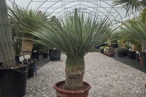 Yucca rostrata 110 cm