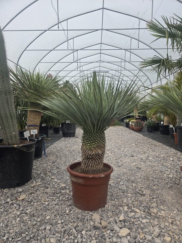 Yucca rostrata 110 cm