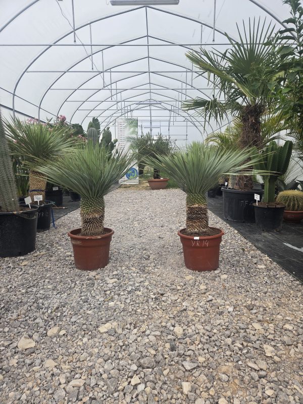 Yucca rostrata 110 cm - obrazek 2