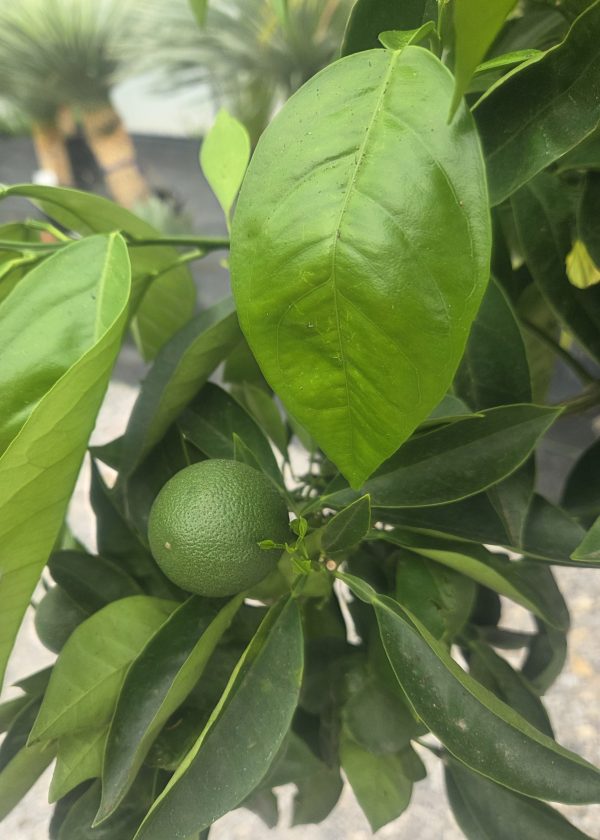 Drzewko Pomarańcza – Drzewko Cytrusowe – Citrus Sinensis ok. 160 - 170 cm - obrazek 5