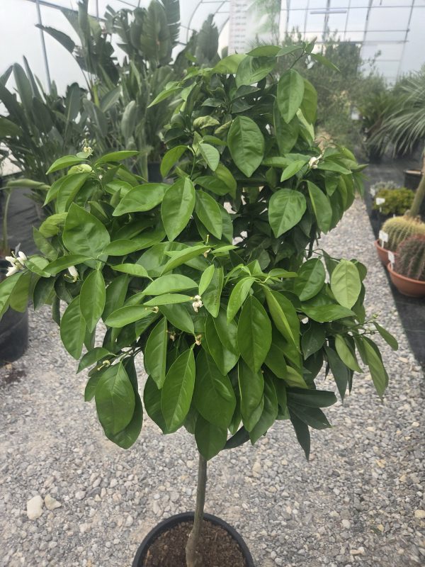 Drzewko Pomarańcza – Drzewko Cytrusowe – Citrus Sinensis ok. 160 - 170 cm - obrazek 4