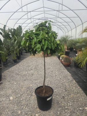 Drzewko Pomarańcza – Drzewko Cytrusowe – Citrus Sinensis ok. 150 - 160 cm