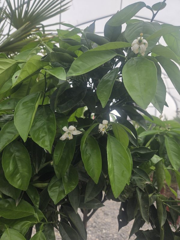 Drzewko Pomarańcza – Drzewko Cytrusowe – Citrus Sinensis ok. 160 - 170 cm - obrazek 3