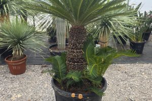 Cycas revoluta – sagowiec odwinięty 150 - 155 cm