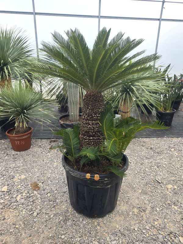 Cycas revoluta – sagowiec odwinięty 150 - 155 cm