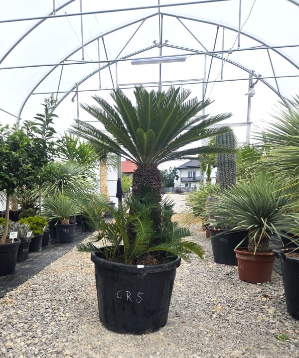Cycas revoluta – sagowiec odwinięty 150 - 155 cm - obrazek 2
