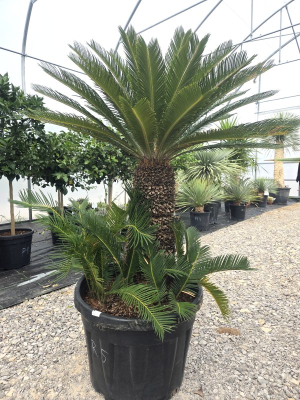 Cycas revoluta – sagowiec odwinięty 150 - 155 cm - obrazek 3