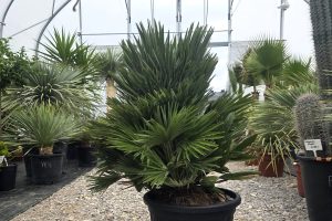 Chamaerops humilis 'Vulcano' - Karłatka niska 110 cm