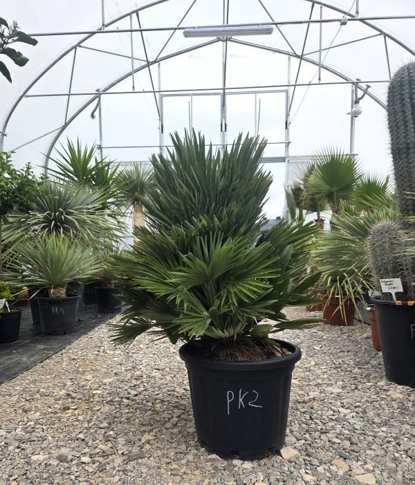 Chamaerops humilis 'Vulcano' - Karłatka niska 110 cm