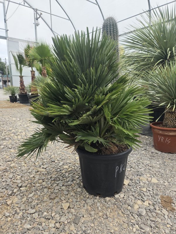 Chamaerops humilis 'Vulcano' - Karłatka niska 110 cm - obrazek 3