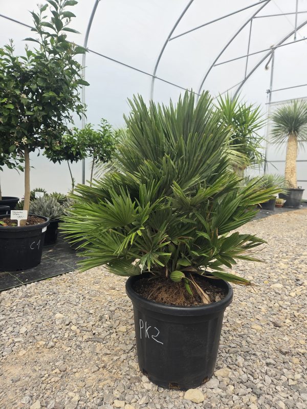 Chamaerops humilis 'Vulcano' - Karłatka niska 110 cm - obrazek 4