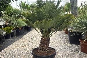 Chamaerops humilis 'Vulcano' - Karłatka niska 120 cm
