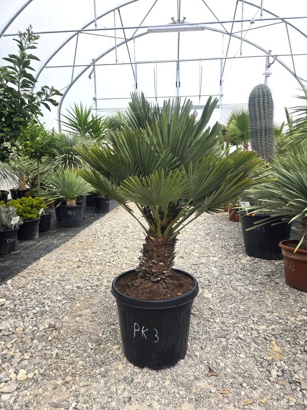 Chamaerops humilis 'Vulcano' - Karłatka niska 120 cm