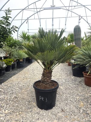 Chamaerops humilis 'Vulcano' - Karłatka niska 120 cm