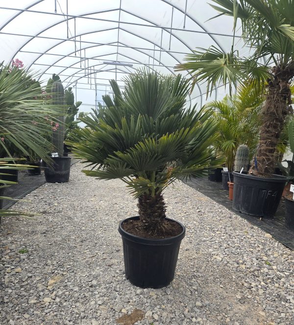 Chamaerops humilis 'Vulcano' - Karłatka niska 120 cm - obrazek 2