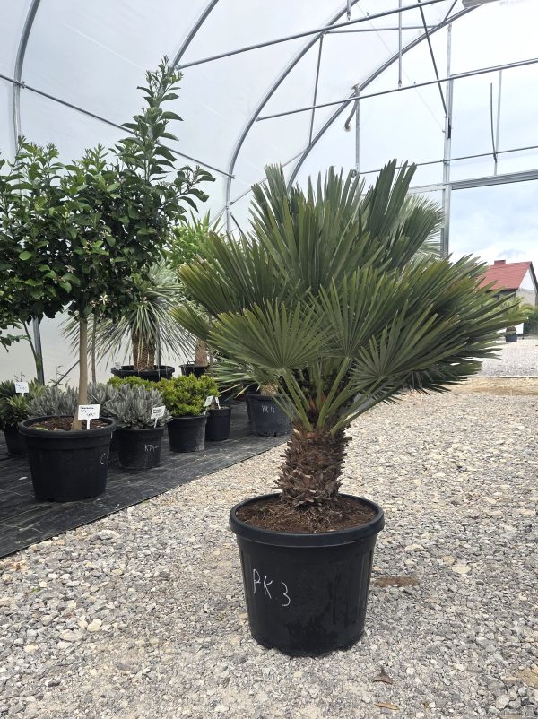 Chamaerops humilis 'Vulcano' - Karłatka niska 120 cm - obrazek 3