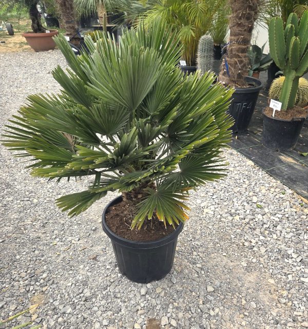Chamaerops humilis 'Vulcano' - Karłatka niska 120 cm - obrazek 4