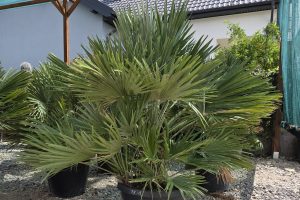 Chamaerops humilis 'Vulcano' - Karłatka niska 120 - 140 cm