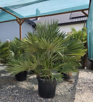 Chamaerops humilis 'Vulcano' - Karłatka niska 120 cm