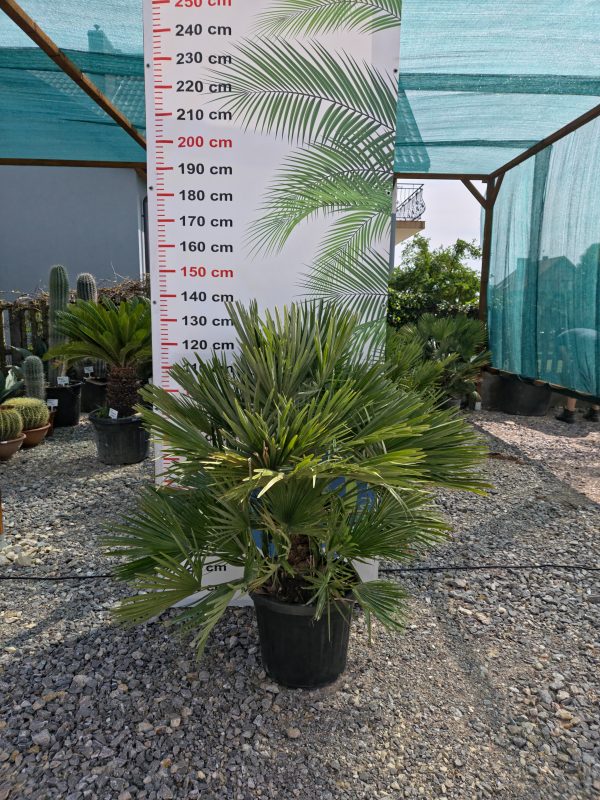Chamaerops humilis 'Vulcano' - Karłatka niska 120 - 140 cm - obrazek 3