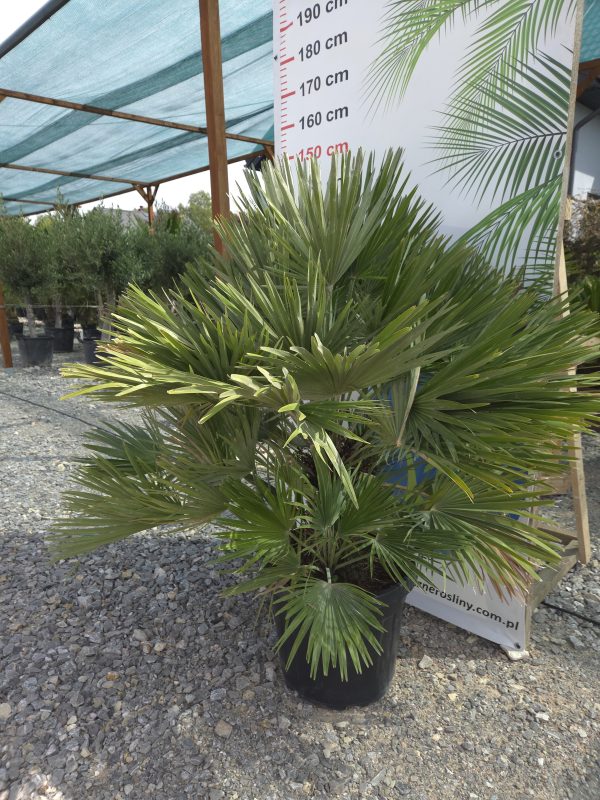 Chamaerops humilis 'Vulcano' - Karłatka niska 120 - 140 cm - obrazek 4