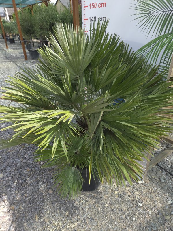 Chamaerops humilis 'Vulcano' - Karłatka niska 120 - 140 cm - obrazek 5