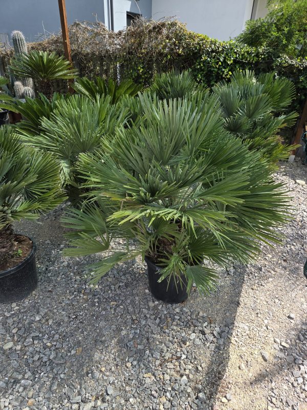 Chamaerops humilis 'Vulcano' - Karłatka niska 120 - 140 cm - obrazek 6
