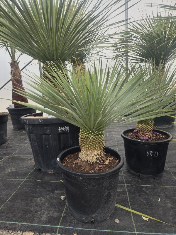 Yucca rostrata 90 cm - obrazek 5