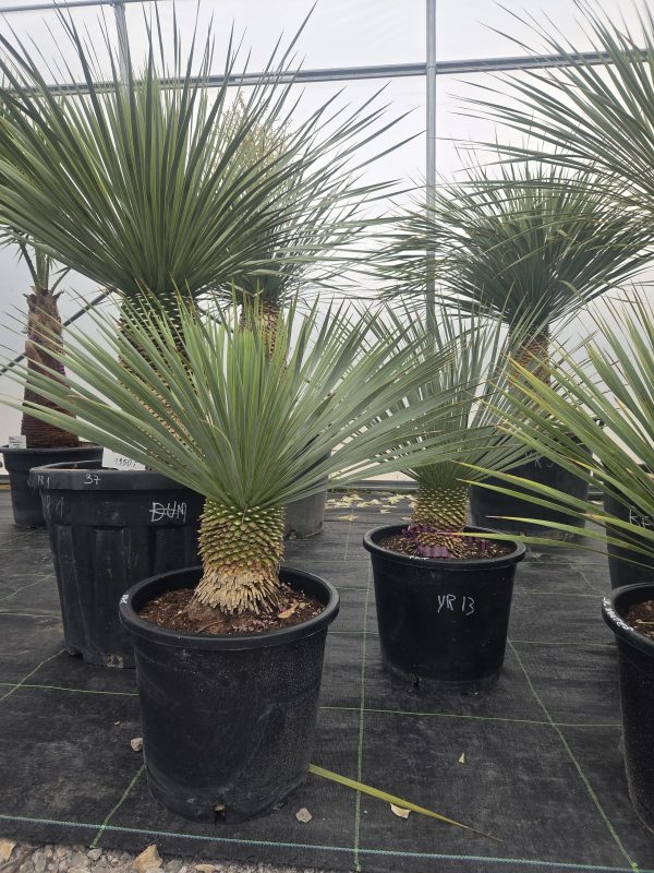 Yucca rostrata 90 cm - obrazek 6