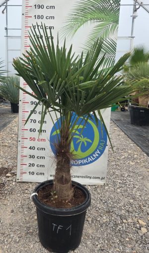 Trachycarpus fortunei - Szorstkowiec Fortunego 140 - 150 cm