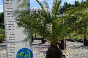 Phoenix canariensis – Daktylowiec kanaryjski  ok. 270 - 280cm