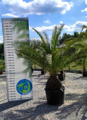 Phoenix canariensis – Daktylowiec kanaryjski  ok. 270 - 280cm