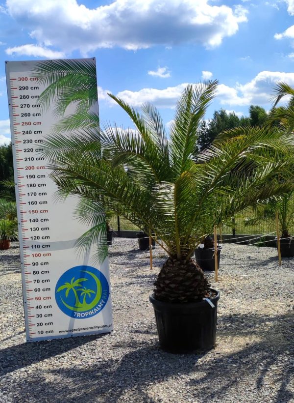 Phoenix canariensis – Daktylowiec kanaryjski  ok. 270 - 280cm