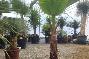 Washingtonia robusta -  160 cm