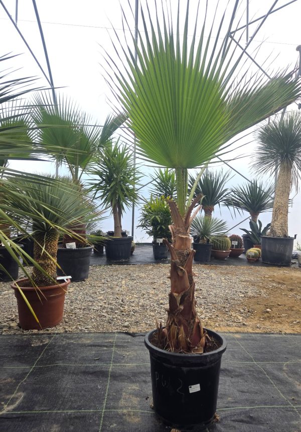 Washingtonia robusta -  160 cm