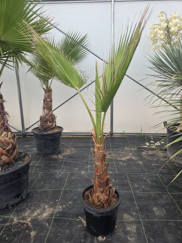 Washingtonia robusta -  160 cm - obrazek 3